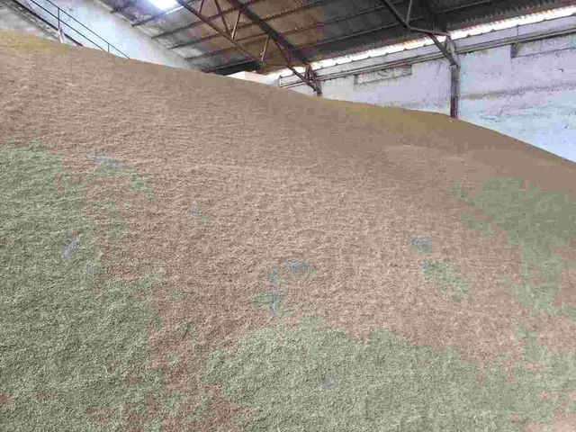 Pile of cereal grain in a warehouse