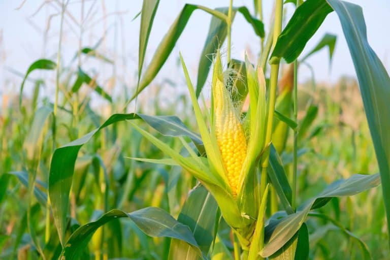Esta sequía sí sube el precio del maíz